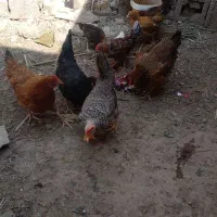 مرغ و نیمچه
