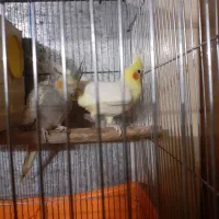 یکجفت طوطی لوتینویو|پرنده|محمدیه-قزوین, |دیوار