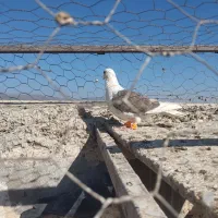 پشت کویتی ماده|پرنده|کاشمر, |دیوار