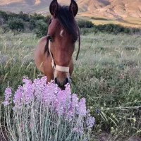 اسب نریان سواری|اسب و تجهیزات اسب‌سواری|قزوین, |دیوار