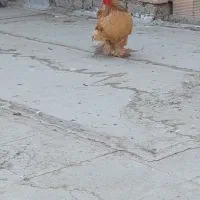 خروس کوشین طلایی