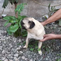 سگ پاگ|سگ|رشت, یخسازی|دیوار