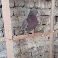 250.000|پرنده|کاشان, اراضی فتح المبین (محمدیه)|دیوار