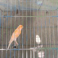 قناری نر پرتقالی