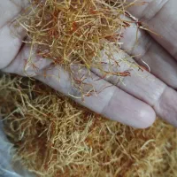 ریشه زعفران