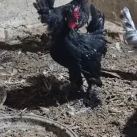 خروس بومی