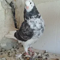 کبوتر اوچان