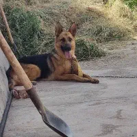 وتگذاری سگ ژرمن شپرد