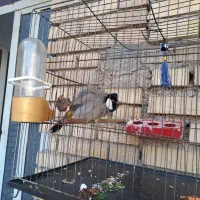 قناری درشت|پرنده|کارون, |دیوار