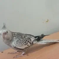 خ این پرنده