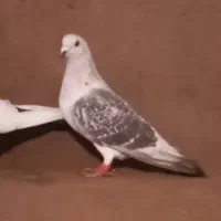 جفتگاه|پرنده|فریمان, |دیوار