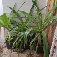 گل آپارتمانی