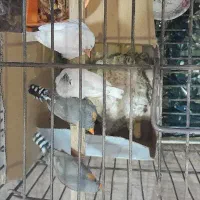 ۳عدد فنچ مولد