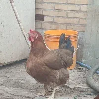 فروش مرغ