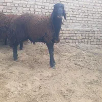 بره|حیوانات مزرعه|نیشابور, شهرک رضوی|دیوار