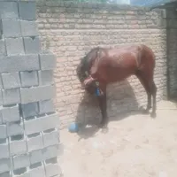 خریدوفروش اسب