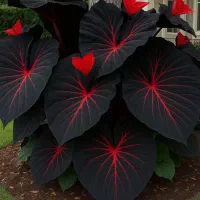 ویزیت گل گیاه