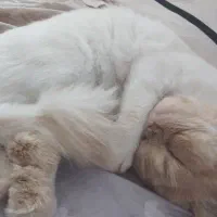 جفتگیری|گربه|بجنورد, |دیوار