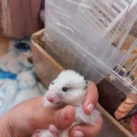 دو عدد همستر|موش و خرگوش|مشهد, حسابی جنوبی (شهرک غرب)|دیوار