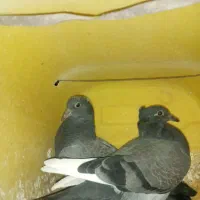 کبوتر|پرنده|باغ ملک, |دیوار