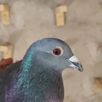 کفتر کبوتر مسافتی وان روی اصیل