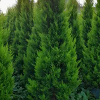 لاوسون زباله صادراتی تعداد|گل و گیاه طبیعی|چابکسر, |دیوار