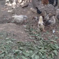 جوجه فری زیبا کمیاب قابل معاوضه|حیوانات مزرعه|جوین, |دیوار