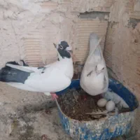 کفترالمانی وطوقی