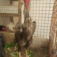 تخم نطفه داراوشامو خون خالص