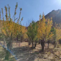 زمین فروشی شهرستانک (سرک،مازون)|فروش زمین و ملک کلنگی|تهران, تهرانسر غربی|دیوار