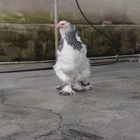 برهما لایت|حیوانات مزرعه|رشت, فلسطین|دیوار