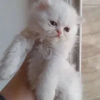 گربه پرشین بریتیش