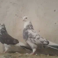 کبوتر شازده نر توح کاکل