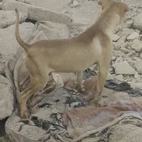 توله پیتبول نر