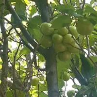 باغ-و-زمین-فروشی-و-یا-معاوضه-در-روستای-دیزیجان