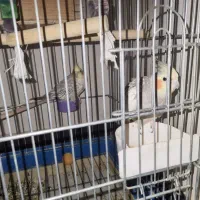 عروس هلندی|پرنده|شیراز, باغ تخت|دیوار