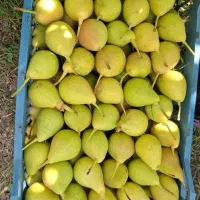 گلابی