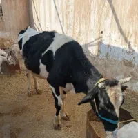 گاو هلشتاین آبستن|حیوانات مزرعه|سرپل ذهاب, |دیوار