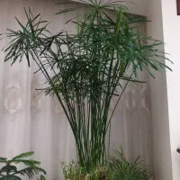 فروش گل مرداب