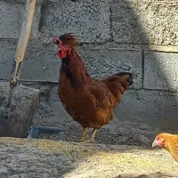 خردس جوان ارگانیک