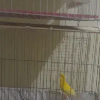 قناری قرص بخون