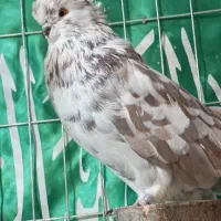 کبوتر نوک قنار کبوتر پرشی|پرنده|تهران, پاسداران|دیوار