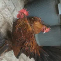 مرغ و خروس سابیل پوت|حیوانات مزرعه|مشهد, وکیل‌آباد|دیوار
