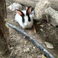 خرگوش|موش و خرگوش|بهبهان, |دیوار