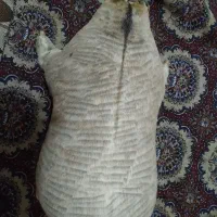 هیزه نو|ظروف پخت‌وپز|کوهدشت, |دیوار