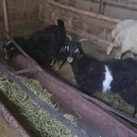 ۱ راس بزغاله مناسب کشتار و نگهداری