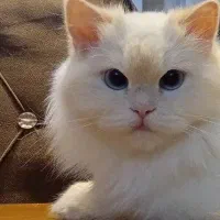 گربه همالین رد پوینت اصالت دار