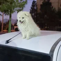 پامر عروسکی 4 ماهه|سگ|فولادشهر, A6|دیوار