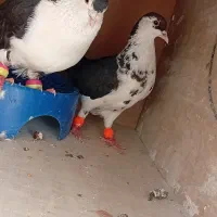 کفتر جفت ساده