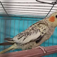 عروس هلندی ماده دستی